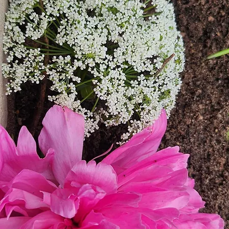 Διαμέρισμα White Haven