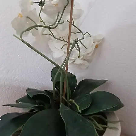 White Haven Διαμέρισμα